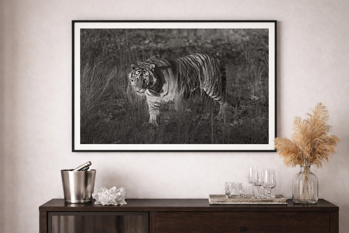 Upphängningsklar i svart Träram. Tiger - Inramad poster