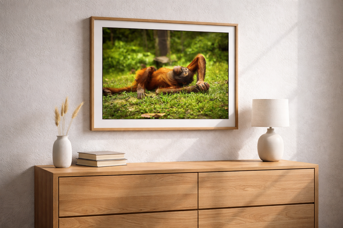Upphängningsklar i svart Träram. Orangutang spekulerar
