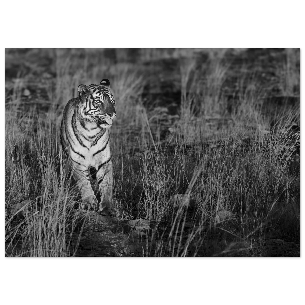Posters online, väggkonst, affischer, planscher, art prints, tavlor, natur, stilren, eftertanke, reflektion, landskap, monochrome, svartvitt, minimalism,