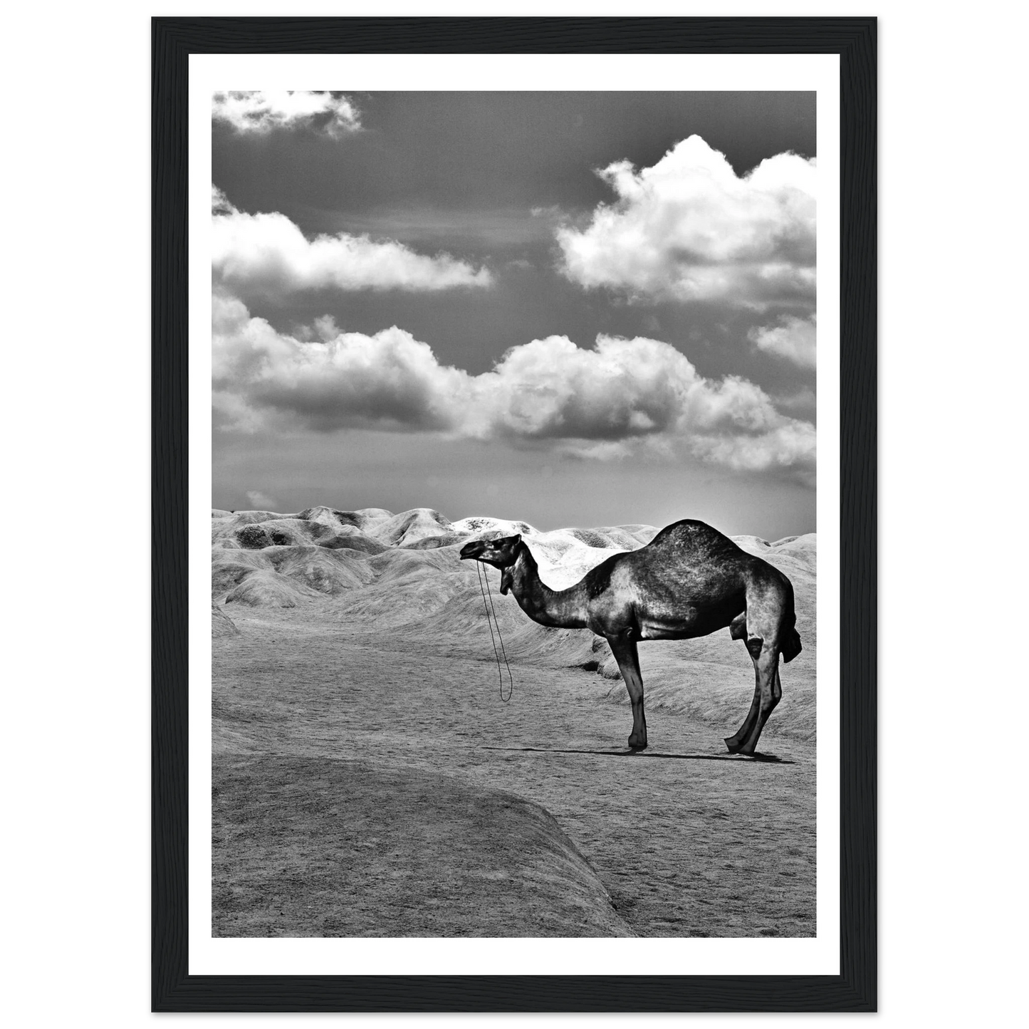 8c74e69c-2541-409e-bf3d-a634d2116595