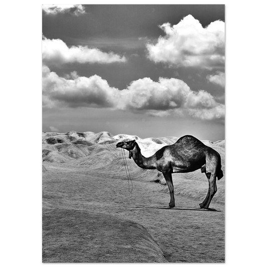 Posters online, väggkonst, affischer, planscher, art prints, tavlor, natur, stilren, eftertanke, reflektion, landskap, monochrome, svartvitt, minimalism,