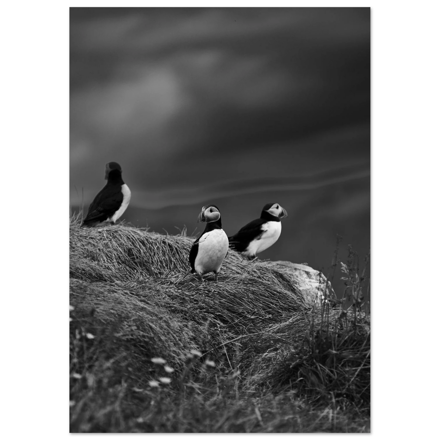 Posters online, väggkonst, affischer, planscher, art prints, tavlor, natur, stilren, eftertanke, reflektion, landskap, monochrome, svartvitt, minimalism,