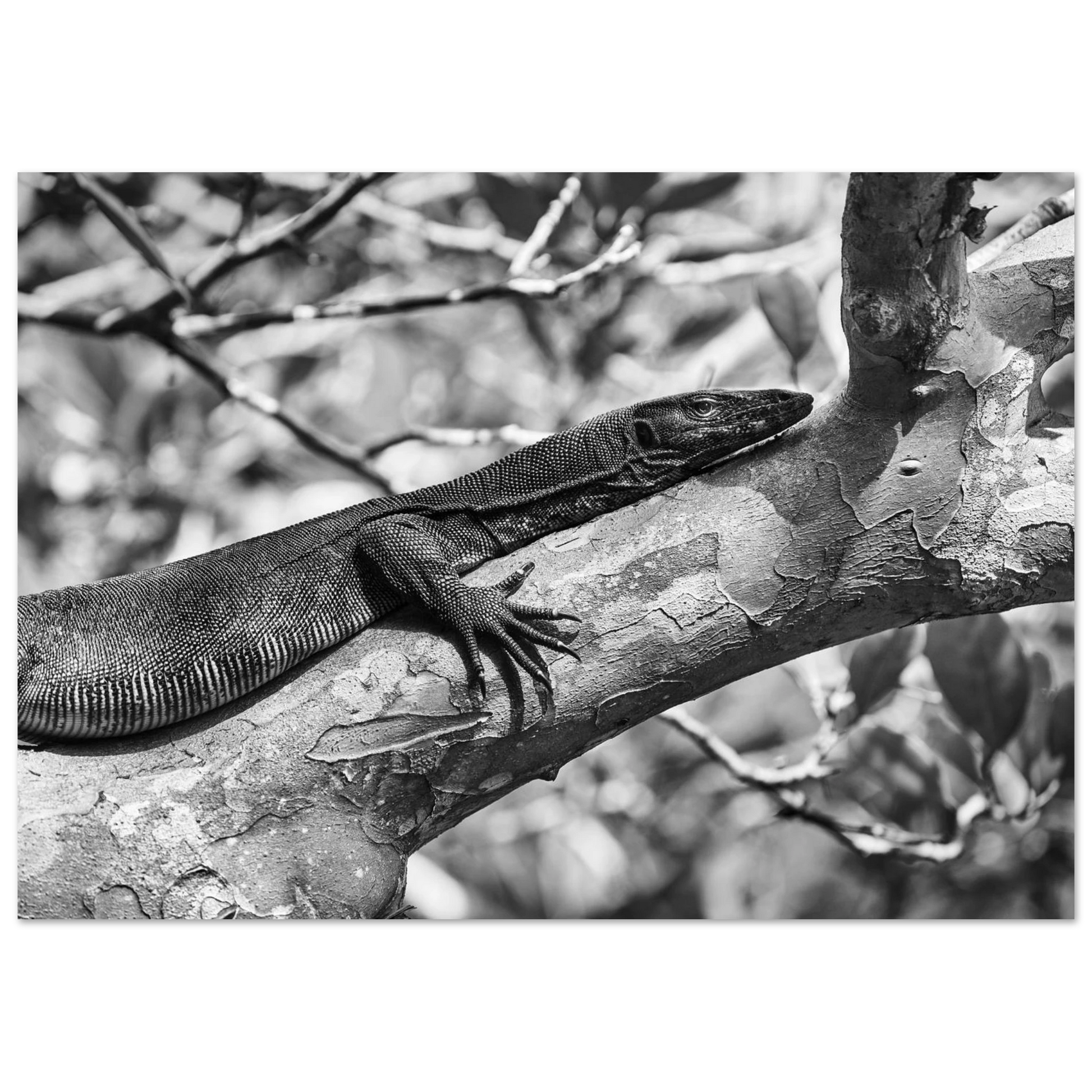 Posters online, väggkonst, affischer, planscher, art prints, tavlor, natur, stilren, eftertanke, reflektion, landskap, monochrome, svartvitt, minimalism, ödla