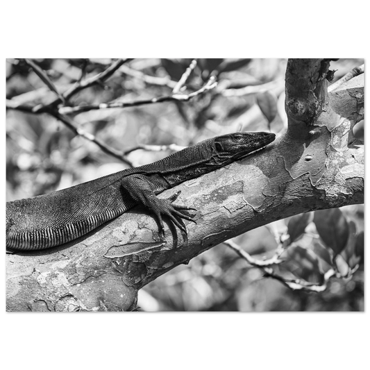 Posters online, väggkonst, affischer, planscher, art prints, tavlor, natur, stilren, eftertanke, reflektion, landskap, monochrome, svartvitt, minimalism, ödla