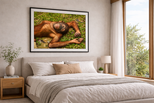 Orangutan speculates, in the Rehabilitation Sepilok Malaysia Wildlife Photography Print.Inramad poster på halvglansigt premiumpapper, med träram
