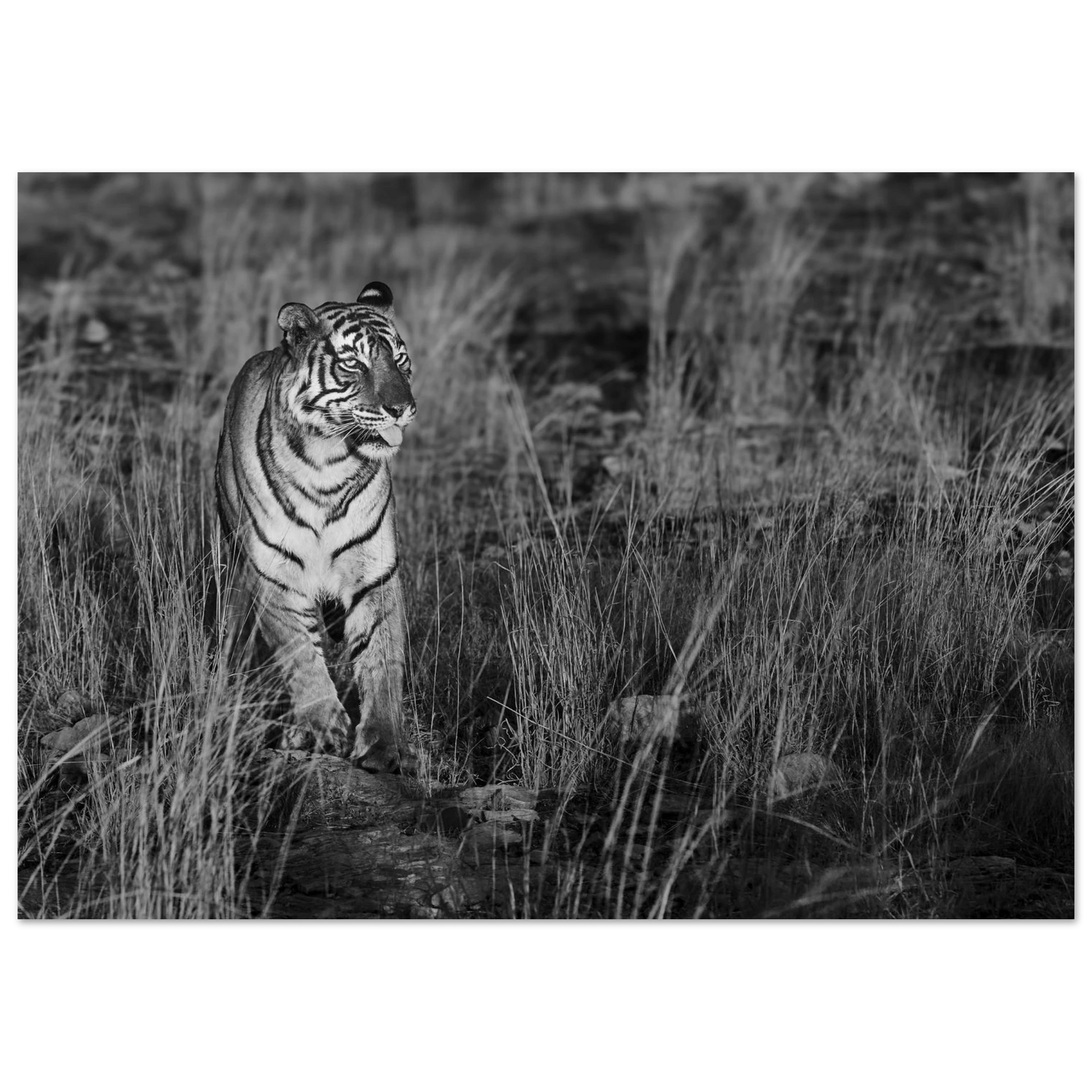 Posters online, väggkonst, affischer, planscher, art prints, tavlor, natur, stilren, eftertanke, reflektion, landskap, monochrome, svartvitt, minimalism,