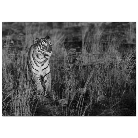 Posters online, väggkonst, affischer, planscher, art prints, tavlor, natur, stilren, eftertanke, reflektion, landskap, monochrome, svartvitt, minimalism,