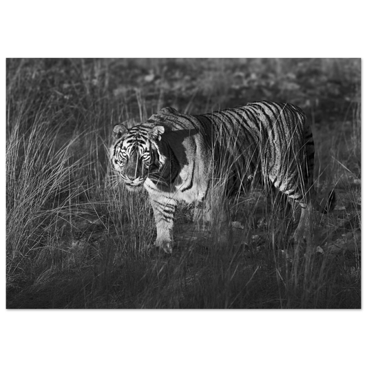 Posters online, väggkonst, affischer, planscher, art prints, tavlor, natur, stilren, eftertanke, reflektion, landskap, monochrome, svartvitt, minimalism,